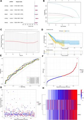 Vasculogenic mimicry score identifies the prognosis and immune landscape of lung adenocarcinoma